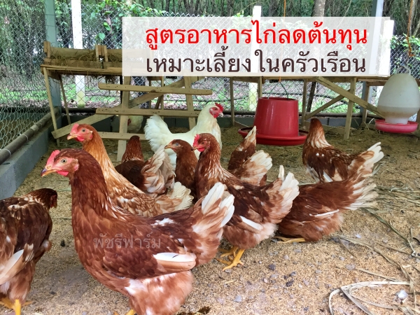 สูตรอาหารไก่ ลดต้นทุน เหมาะเลี้ยงในครัวเรือน